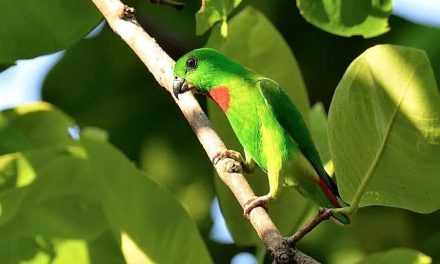 Burung Serindit, Burung Kecil Yang Lincah Dan Penuh Pesona