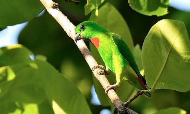 Burung Serindit, Burung Kecil Yang Lincah Dan Penuh Pesona