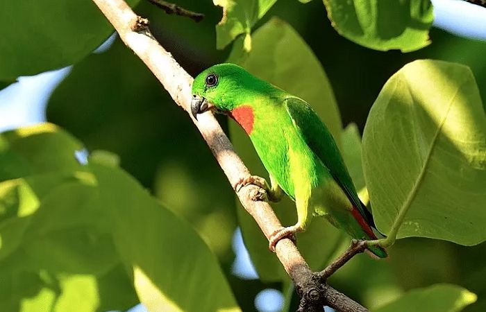 Burung Serindit, Burung Kecil Yang Lincah Dan Penuh Pesona
